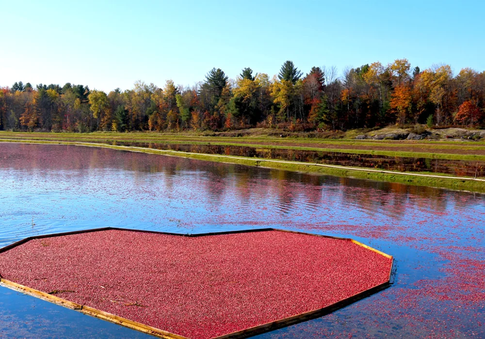 Cranberries in the water at the Cranberry Marsh | Bala Bay Inn, Muskoka and Bala's historic hotel, Established in 1910